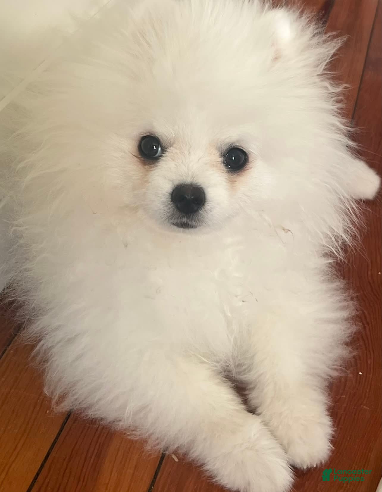 Pomeranian dogs Sunny - Ad 17