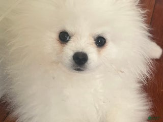 Pomeranian dogs Sunny - Ad 15