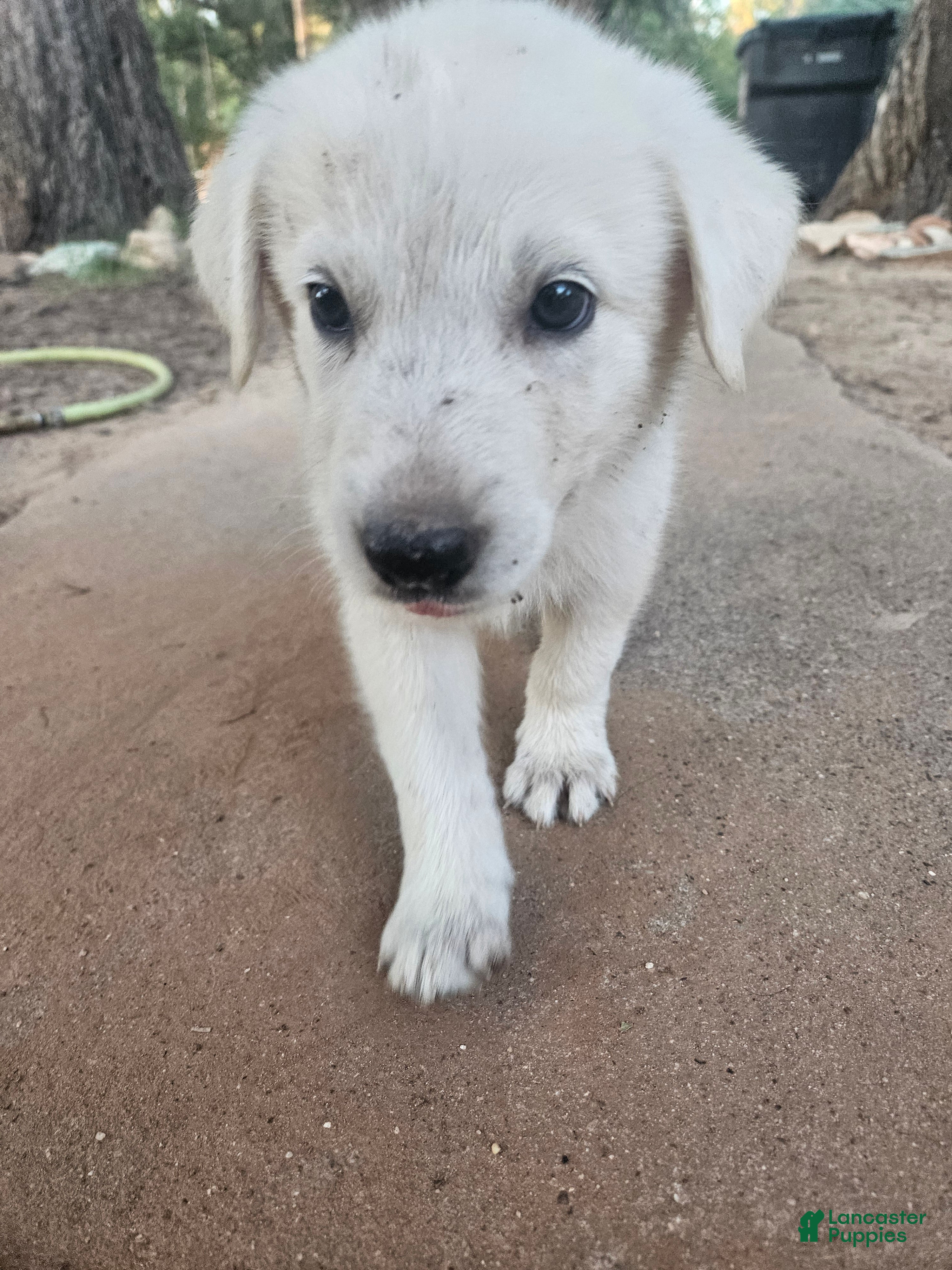 Mixed Breed dogs Mixed Breed 5 - Ad 18