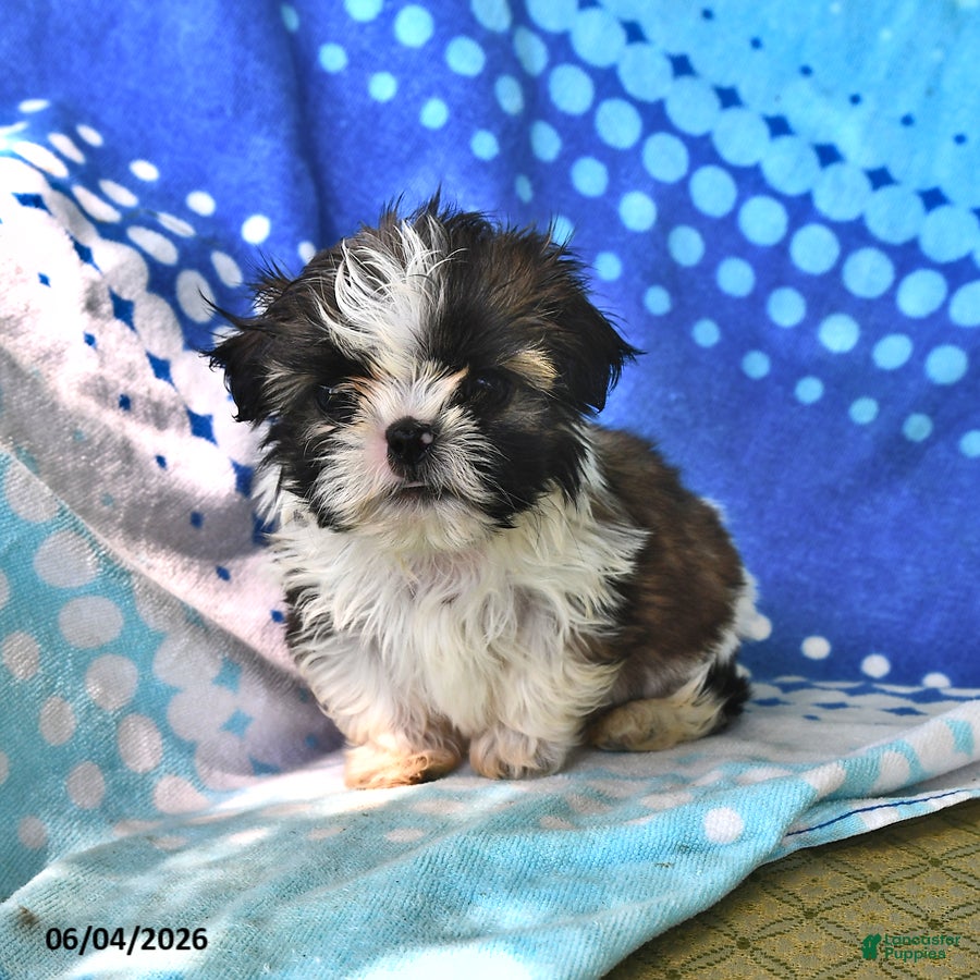 Shih Tzu dogs Jay - Ad 1