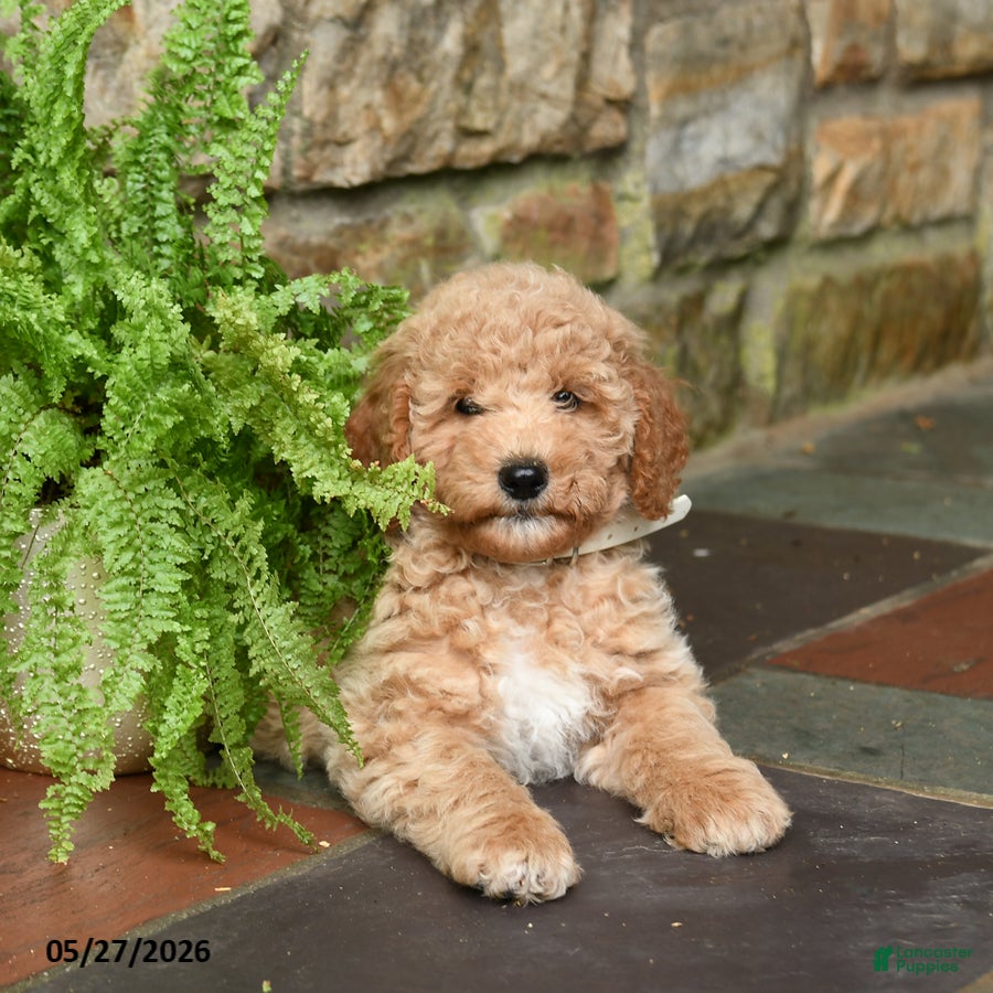 Mini Goldendoodle dogs for sale: Sugar - Ad 2