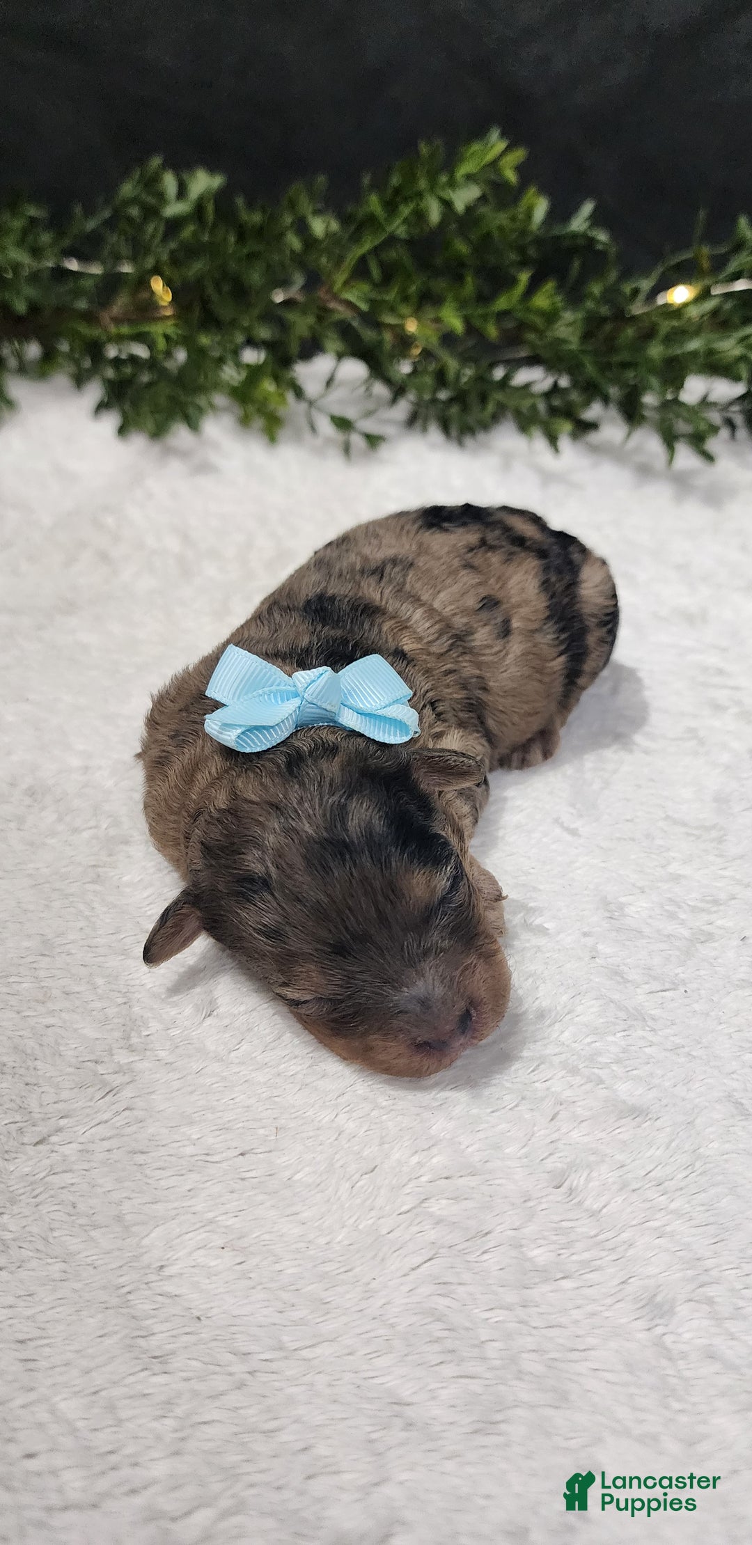 Miniature Poodle dogs for sale: Milo - Ad 1