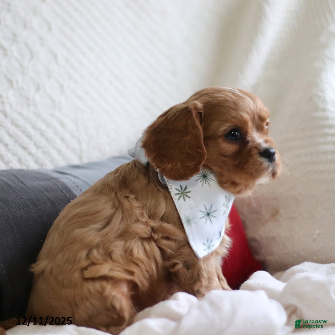 Cavalier King Charles Spaniel dogs for sale: Lemon - Ad 3