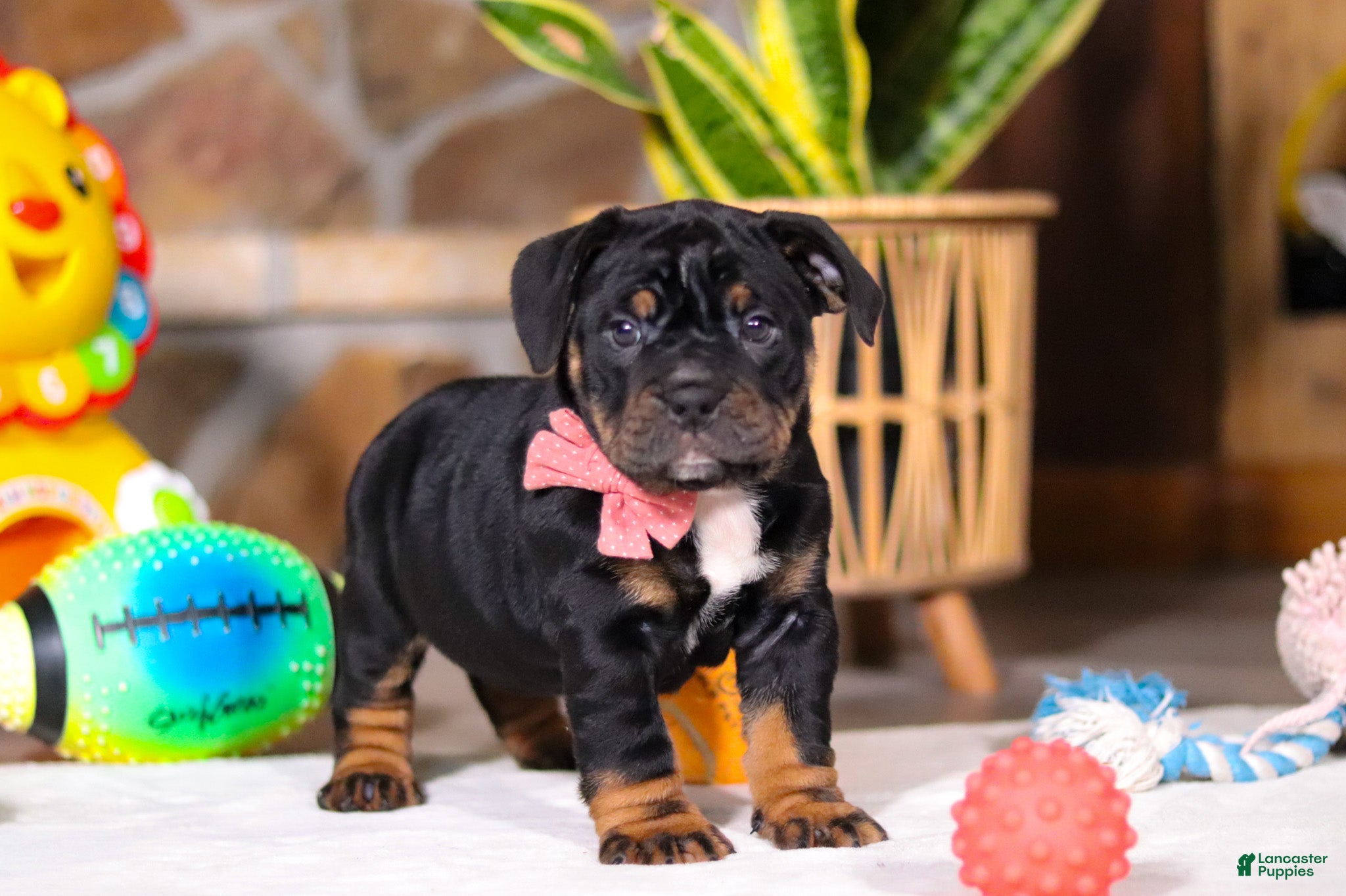 Mixed Breed dogs Sally - Ad 15