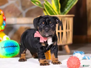 Mixed Breed dogs Sally - Ad 2