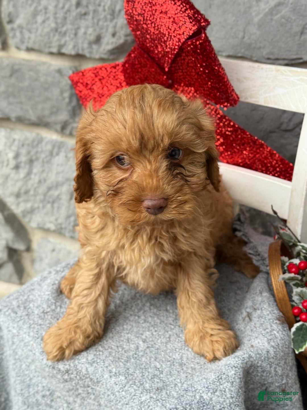 Cavapoo dogs for sale: Angelina - Ad 5