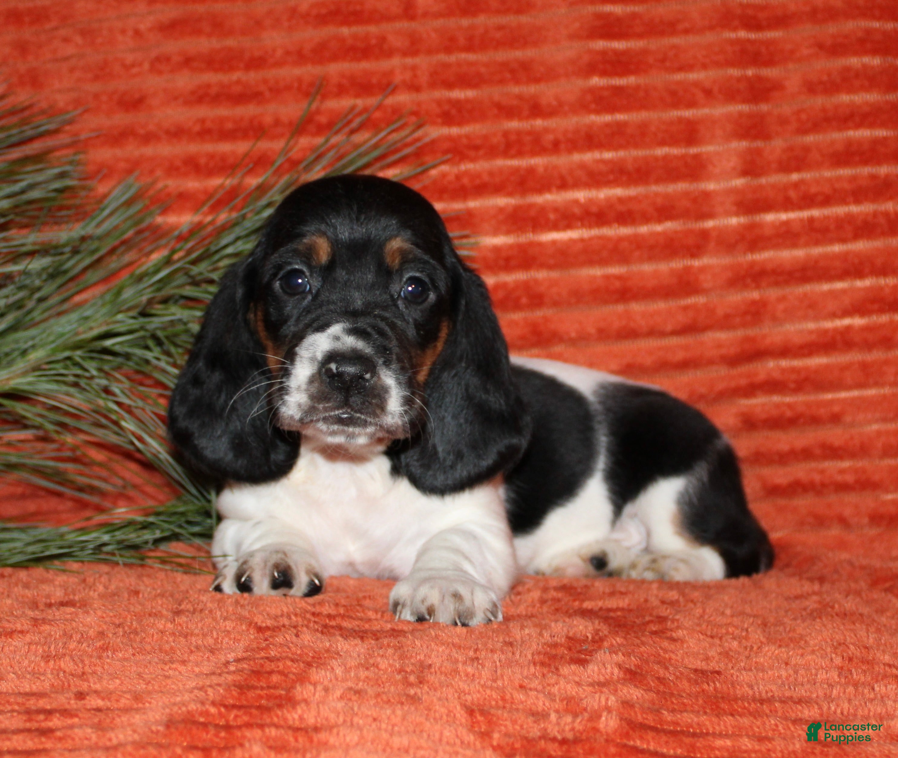 Basset Hound dogs Sophie - Ad 3