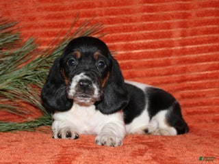 Basset Hound dogs Sophie - Ad 3