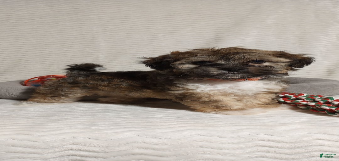 Gallery Image {{count}}