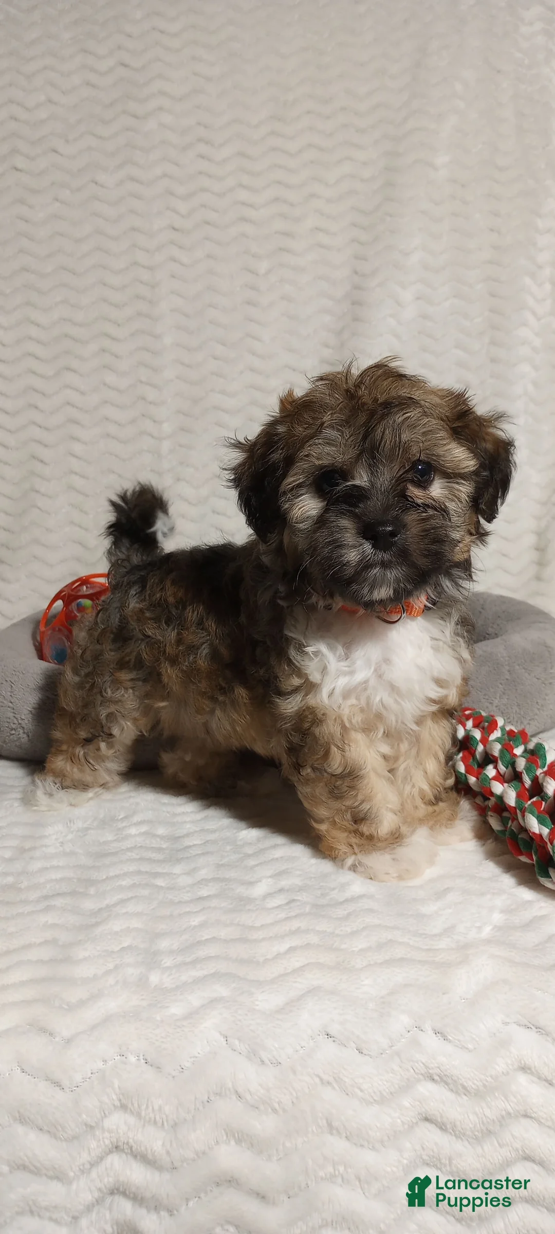 Gallery Image {{count}}