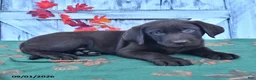 Labrador Retriever dogs for sale: Murphey - Ad 5