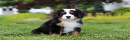 Bernese Mountain Dog dogs for sale: Mila - Ad 7