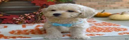 Maltipoo dogs for sale: Mason - Ad 4