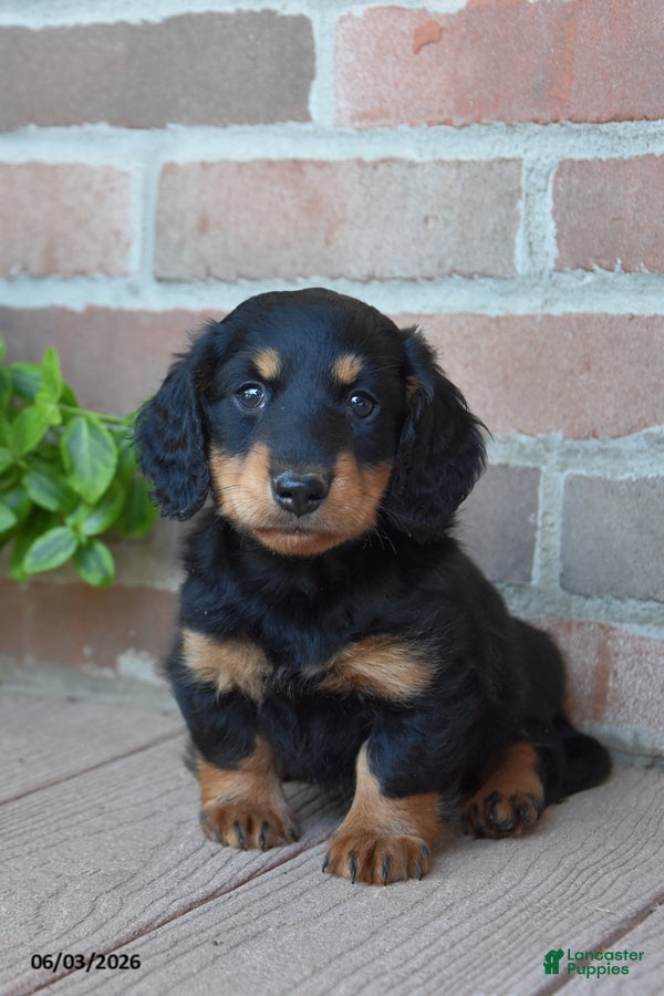 Miniature Dachshund dogs for sale: Snickers - Ad 2