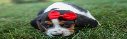 Beagle dogs for sale: Chip🐶 - Ad 2
