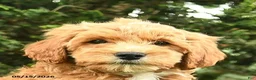 Goldendoodle dogs for sale: Monty - Ad 5