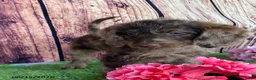 Miniature Labradoodle dogs for sale: Sadie - Ad 8