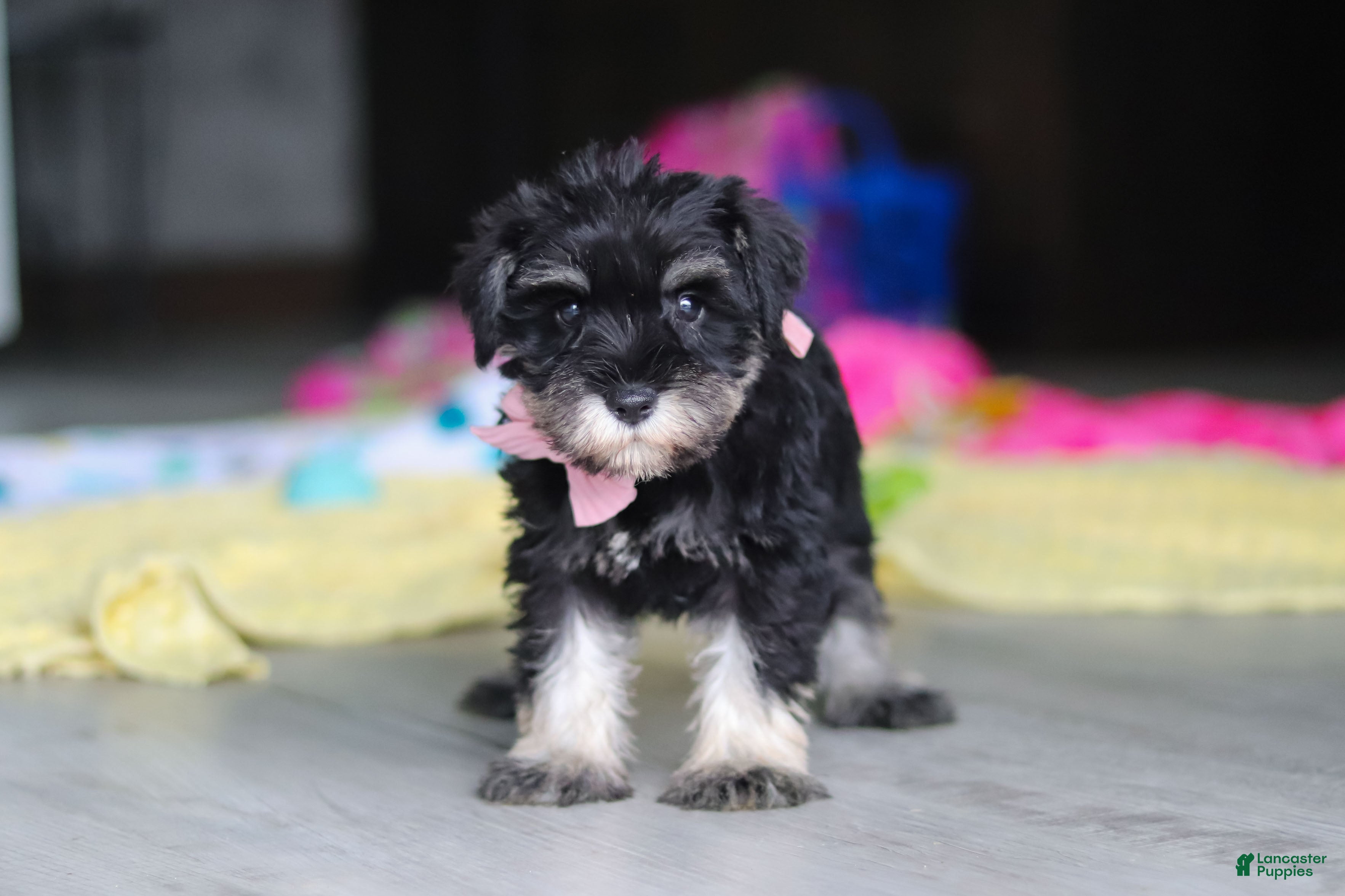 Daisy, Miniature Schnauzer