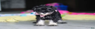 Daisy