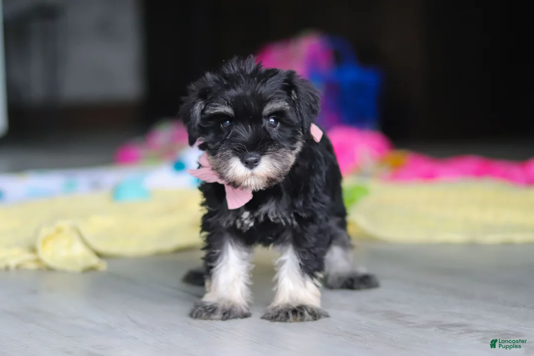 Miniature Schnauzer dogs for sale: Daisy - Ad 1