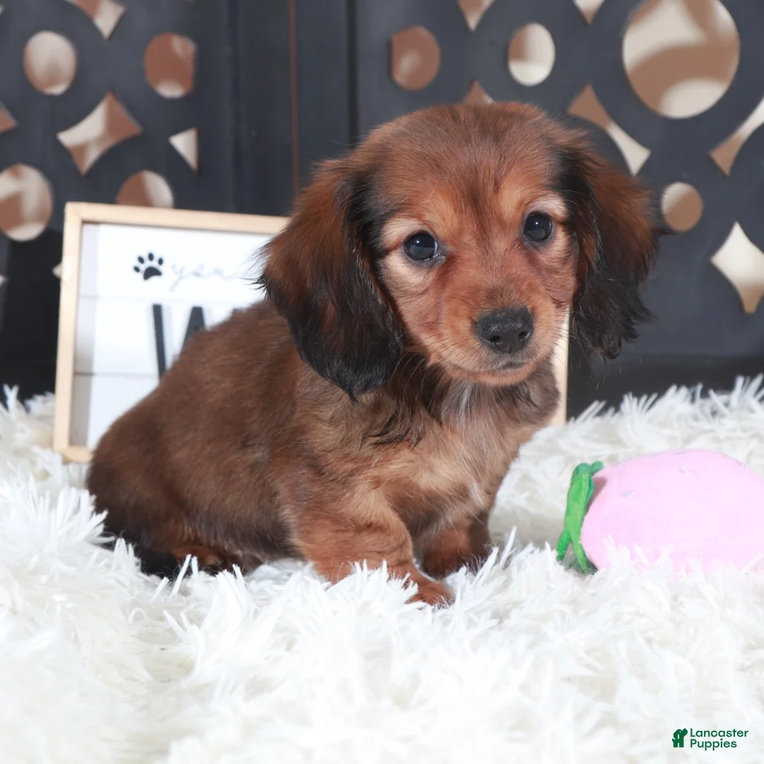 Miniature Dachshund dogs for sale: Miniature Dachshund Puppy Roxy - Ad 4