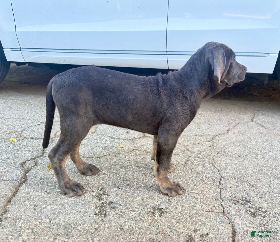 Cane Corso dogs for sale: APHRODITE - Ad 2