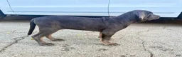 Cane Corso dogs for sale: APHRODITE - Ad 2