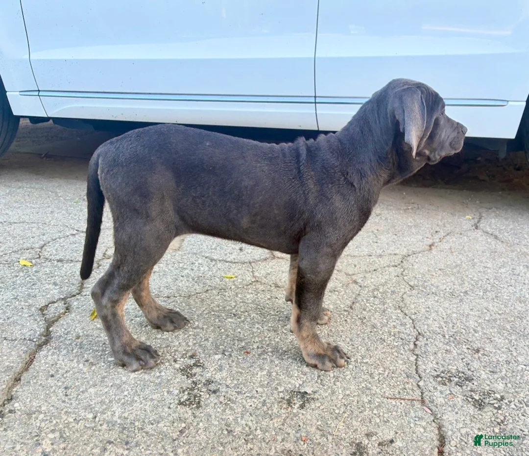 Cane Corso dogs for sale: APHRODITE - Ad 2
