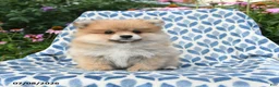 Pomeranian dogs for sale: Mercy - Ad 3
