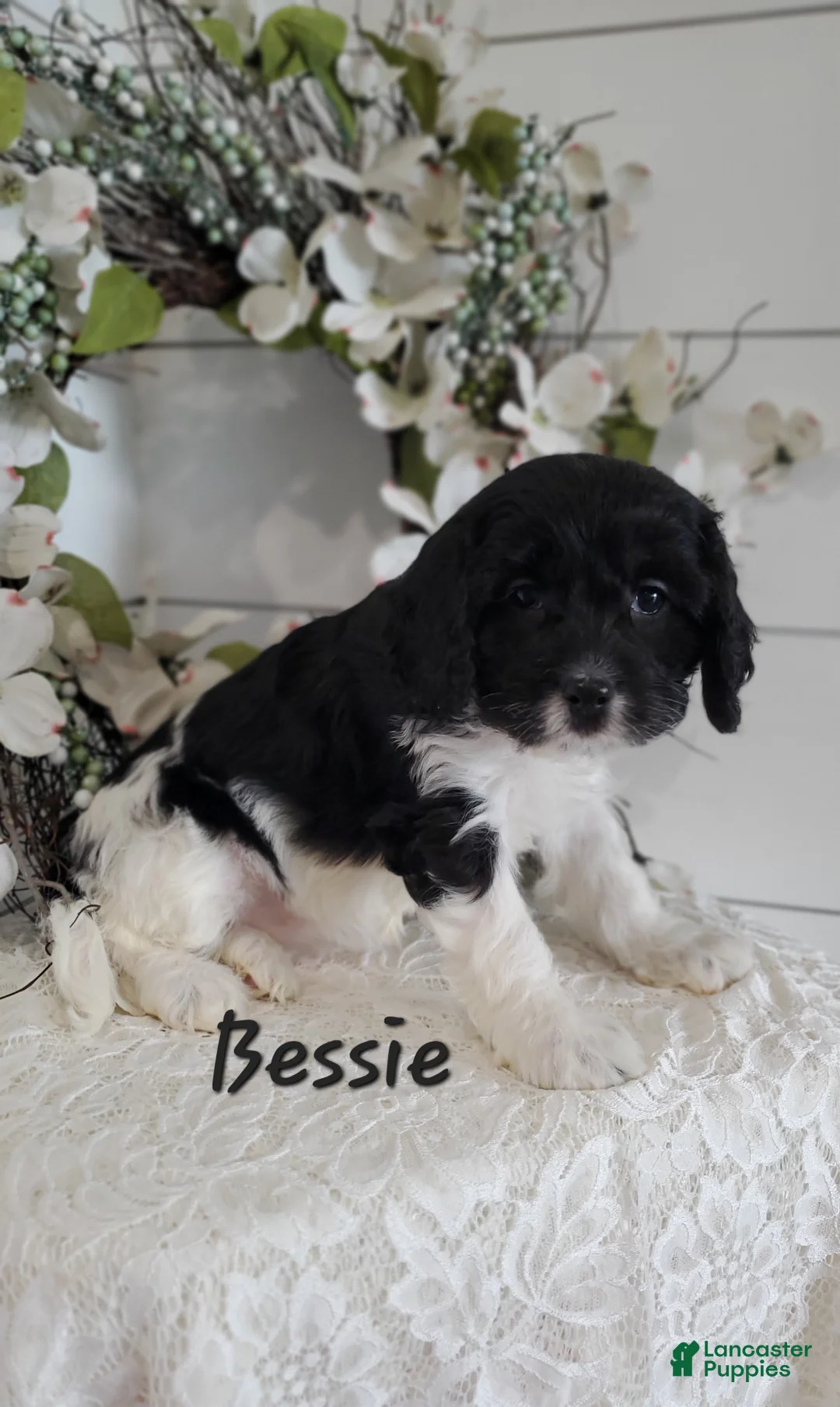 Cavapoo dogs for sale: Bessie - Ad 2