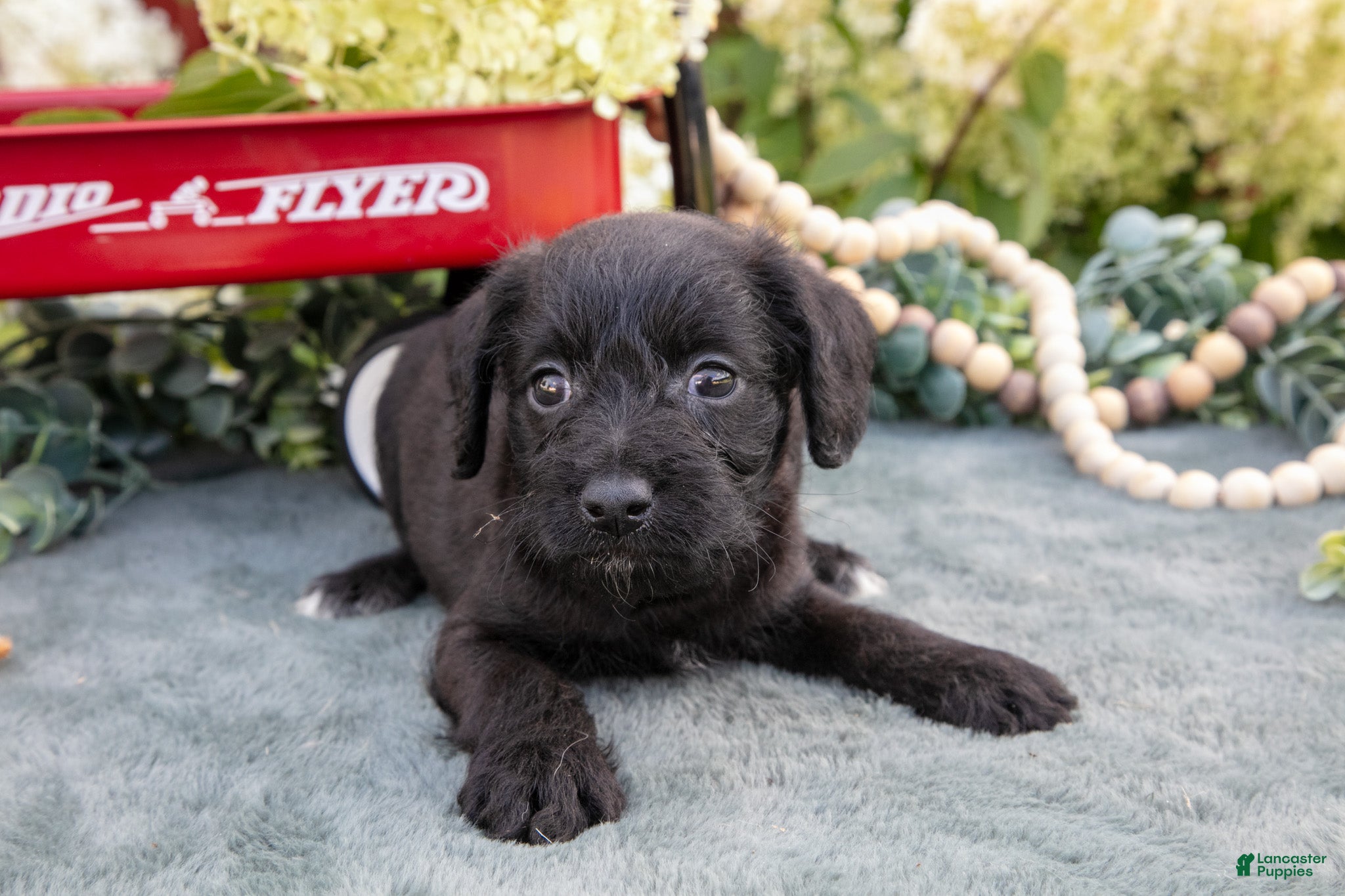 Schnoodle dogs Hunter - Ad 1
