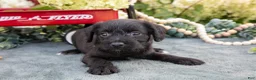 Schnoodle dogs for sale: Hunter - Ad 1