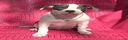 American Bully dogs for sale: MEG THA STALLION - Ad 5