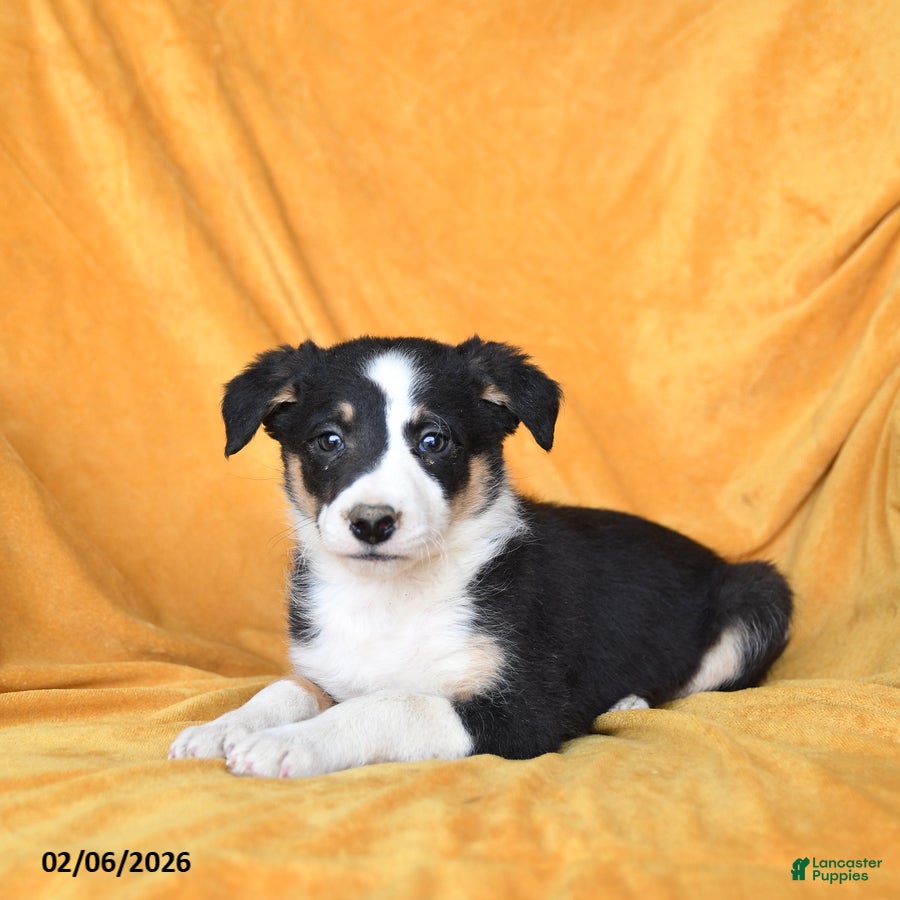 Border Collie dogs Waffles - Ad 42