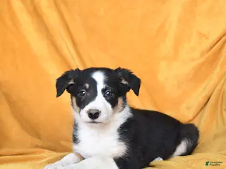Border Collie dogs Waffles - Ad 42