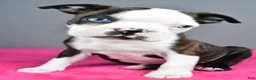 Boston Terrier dogs for sale: Bella - Ad 5