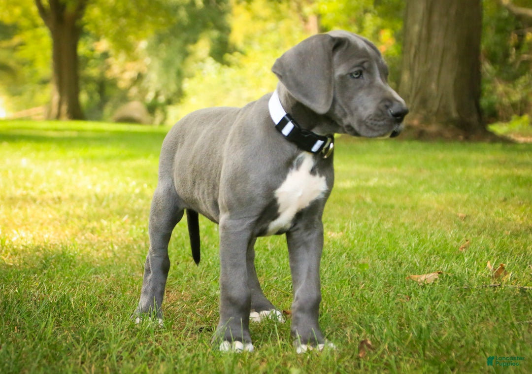 Great Dane dogs Brittany Great Dane  - Ad 2