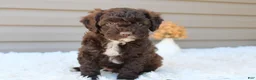 Cavapoo dogs for sale: Jasper - Ad 10
