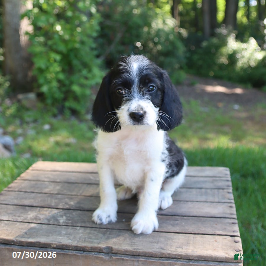 Mixed Breed dogs Waffles - Ad 1