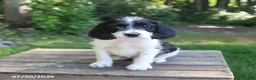 Mixed Breed dogs for sale: Waffles - Ad 1