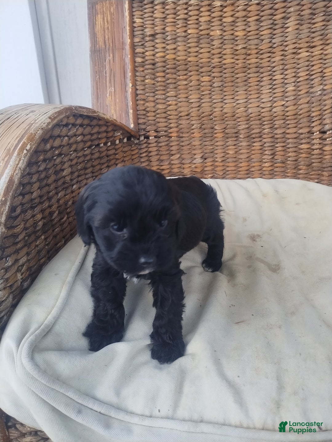 Cavapoo dogs for sale: Violet  - Ad 4