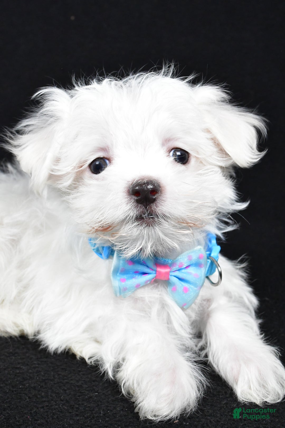 Maltese dogs for sale: Luke - Ad 3