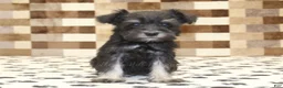 Miniature Schnauzer dogs for sale: Peanut - Ad 3