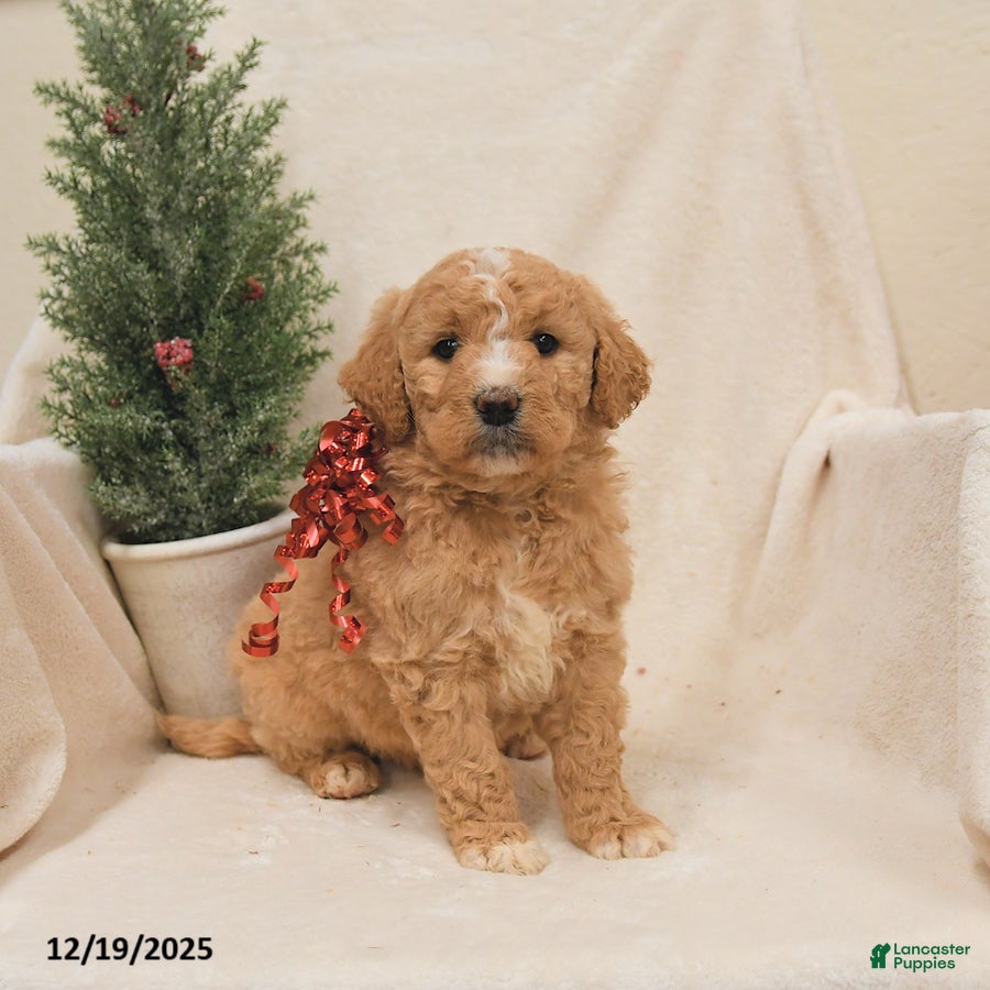 Goldendoodle dogs Moose - Ad 7