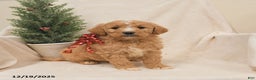 Goldendoodle dogs for sale: Moose - Ad 1