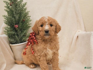Goldendoodle dogs Moose - Ad 23