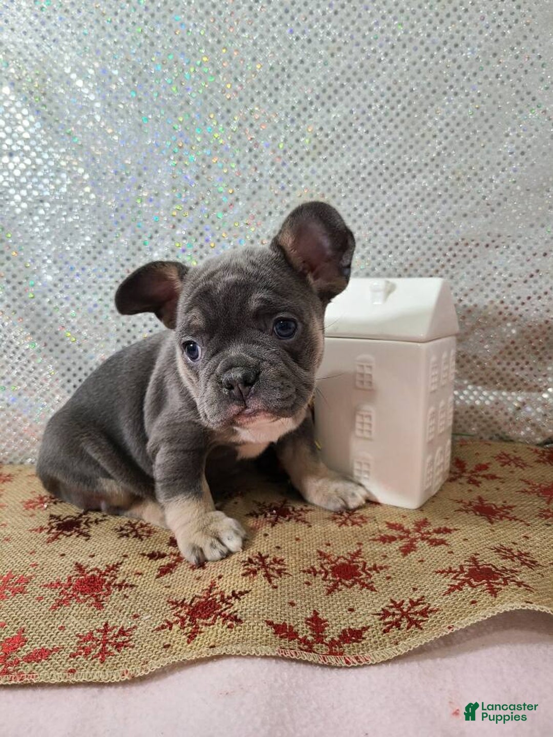 French Bulldog dogs for sale: Candy - Ad 5