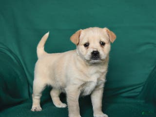 Mixed Breed dogs Snuffle - Ad 30