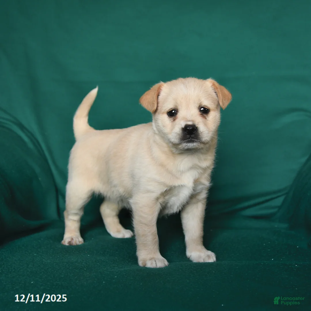 Mixed Breed dogs for sale: Snuffle  - Ad 1