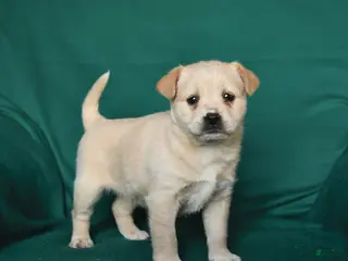 Mixed Breed dogs Snuffle - Ad 33